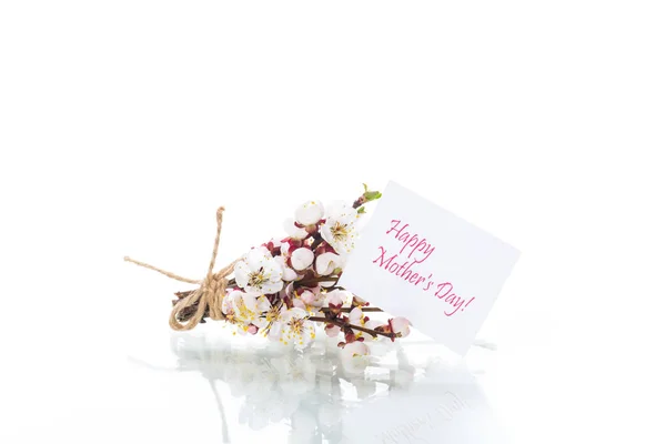 Branch with apricot flowers on a white background — Stock Photo, Image