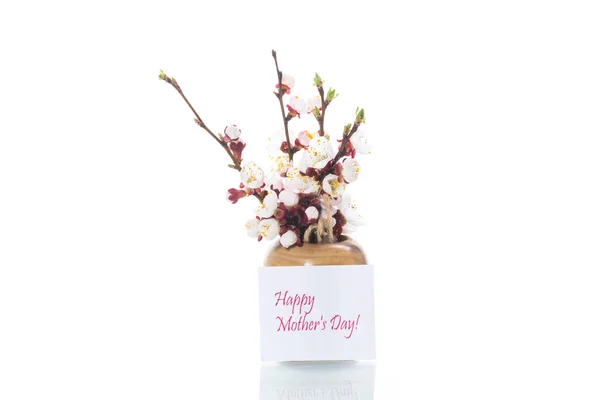 Rama con flores de albaricoque sobre un fondo blanco Imagen de stock
