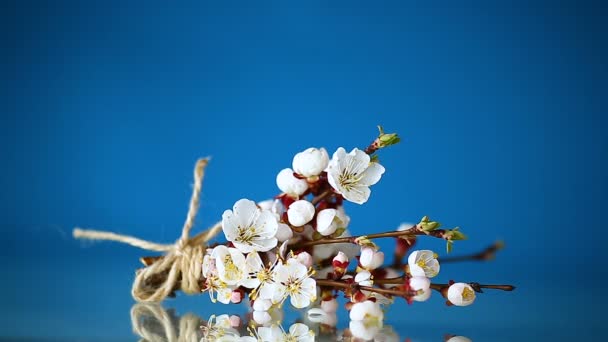 Ramo com flores de damasco em um fundo azul — Vídeo de Stock