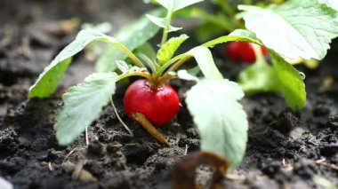 El yerden Olgun kırmızı turp alır