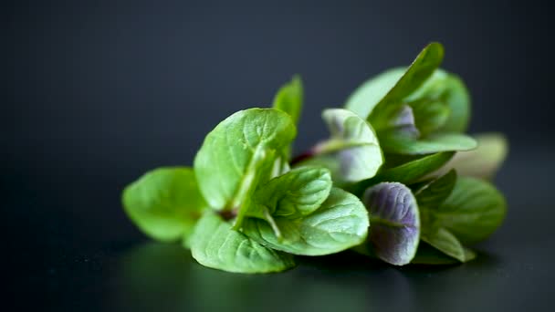 Mazzo di menta verde fresca su sfondo nero — Video Stock