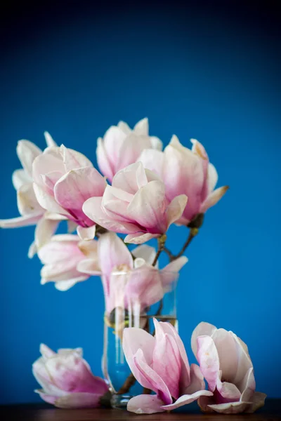 Lente mooie bloeiende Magnolia op een blauw — Stockfoto