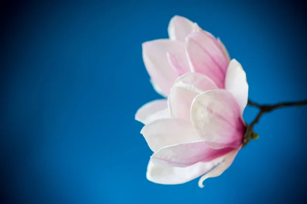 Primavera bela magnólia florescente em um azul — Fotografia de Stock