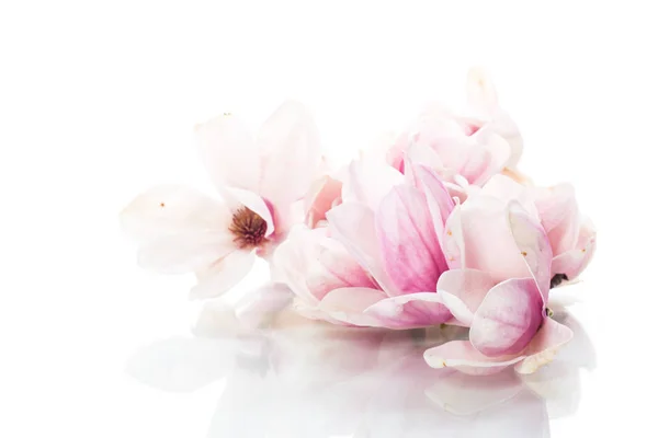 Printemps belle floraison magnolia sur un blanc — Photo
