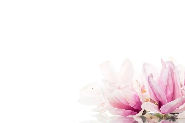 Spring beautiful blooming magnolia on a white — Stock Photo, Image