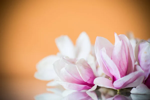 Lente mooie bloeiende Magnolia op een oranje — Stockfoto