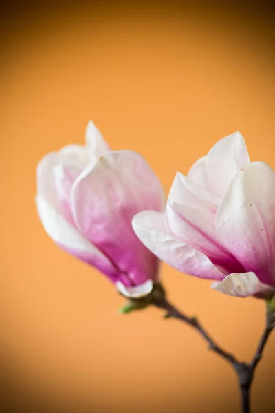 Άνοιξη όμορφη ανθοφορία Magnolia σε ένα πορτοκαλί — Φωτογραφία Αρχείου