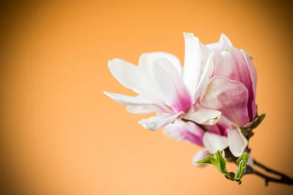 Jarní nádherný kvetoucí šácholan na oranžovém — Stock fotografie