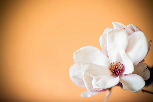 Printemps belle floraison magnolia sur une orange — Photo