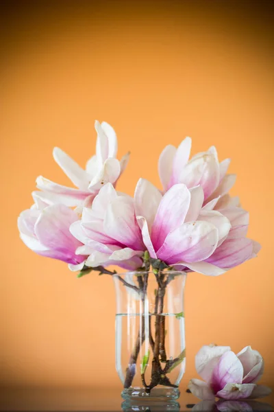 Primavera hermosa magnolia floreciente en una naranja —  Fotos de Stock