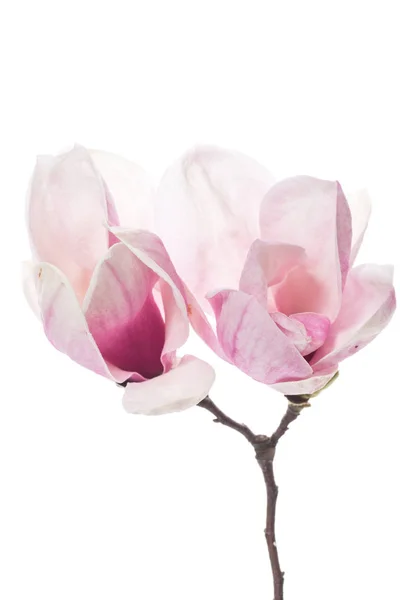 Primavera bella fioritura magnolia su un bianco Fotografia Stock