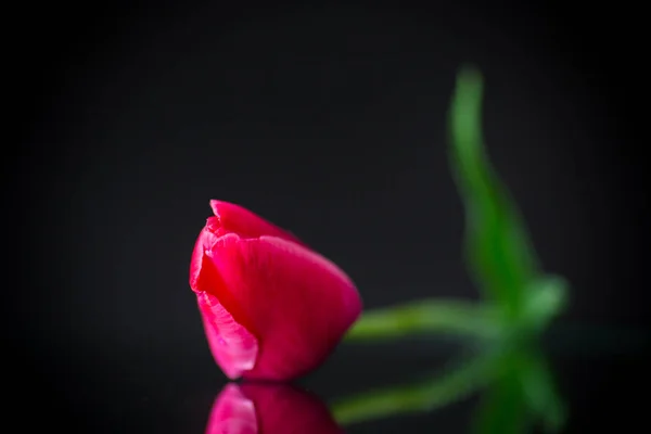Rojo primavera hermoso tulipán sobre fondo negro —  Fotos de Stock