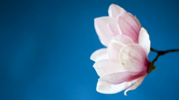 Primavera hermosa magnolia floreciente en un azul — Vídeos de Stock