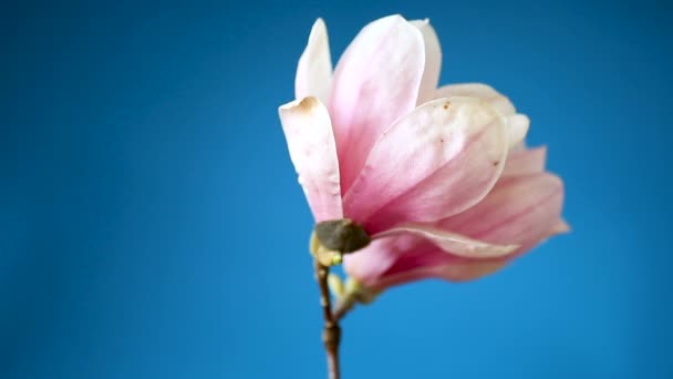 Lente mooie bloeiende Magnolia op een blauw — Stockvideo