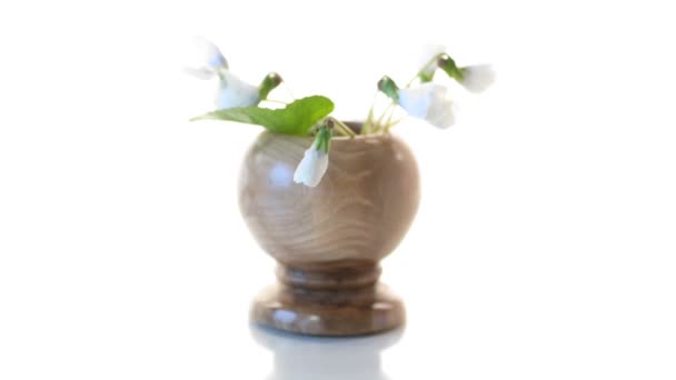 Bahar küçük beyaz çiçekler beyaz izole — Stok video