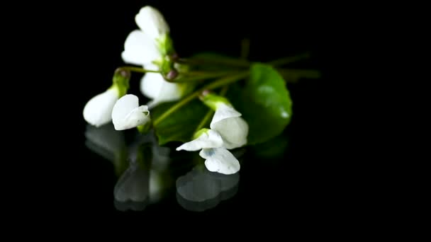 Primavera pequeñas flores blancas aisladas en negro — Vídeo de stock