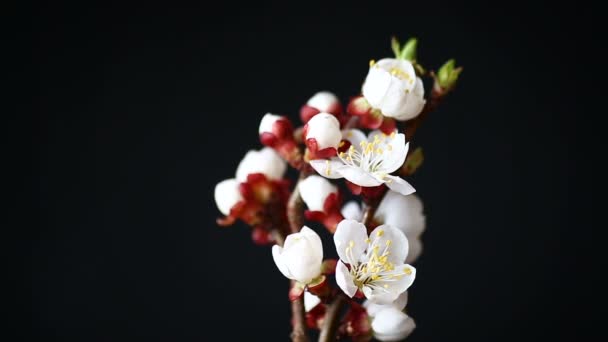 Branch with apricot flowers on a dark background — Stock Video