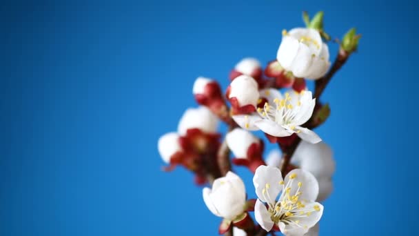 Ramo con fiori di albicocca su sfondo blu — Video Stock