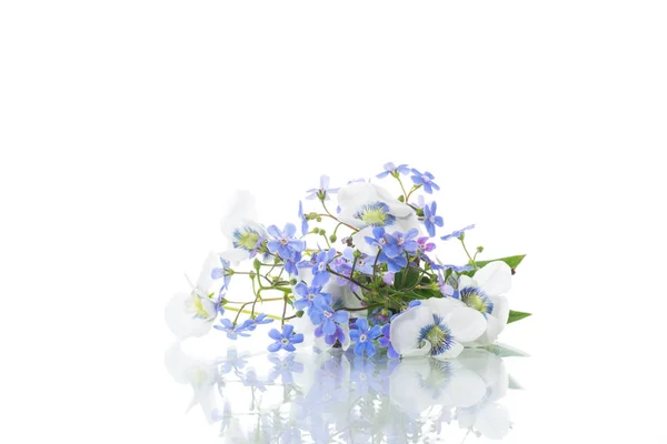 Spring small white and blue flowers isolated on white — Stock Photo, Image