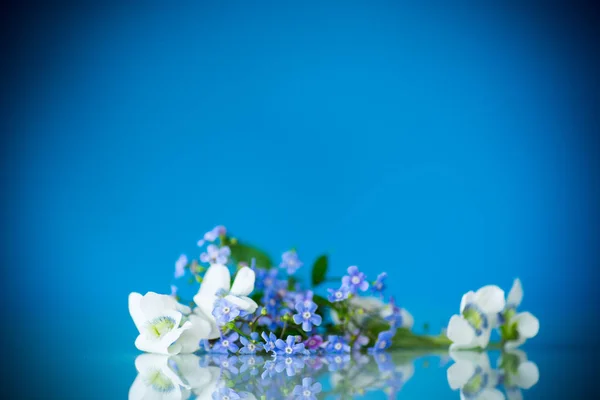 Printemps petites fleurs blanches et bleues isolées sur bleu — Photo