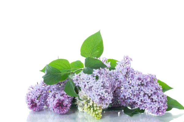 Bouquet de floraison printanière de lilas isolé sur blanc — Photo