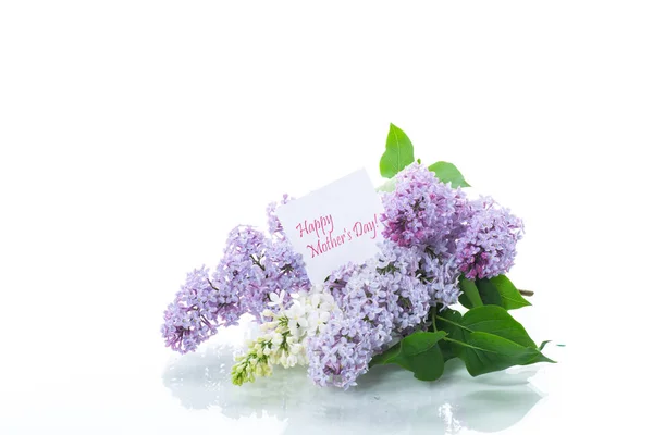 Bouquet de floraison printanière de lilas isolé sur blanc — Photo