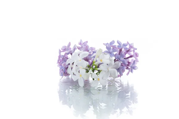 Spring blooming bouquet of lilac isolated on white — Stock Photo, Image