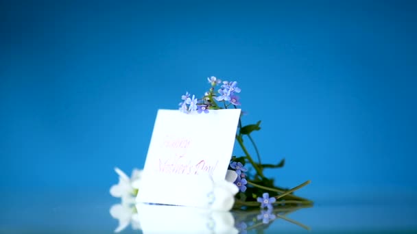 Frühling kleine weiße und blaue Blüten isoliert auf blau — Stockvideo