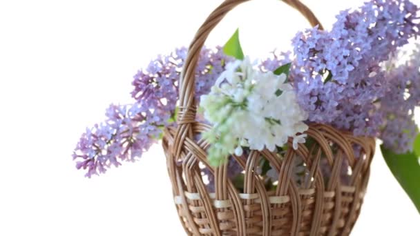 Spring blooming bouquet of lilac isolated on white — Stock Video