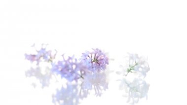 beyaz izole leylak bahar çiçeklenme buketi