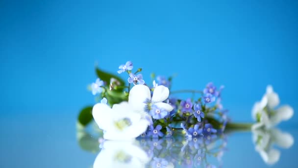 Lente kleine witte en blauwe bloemen geïsoleerd op blauw — Stockvideo