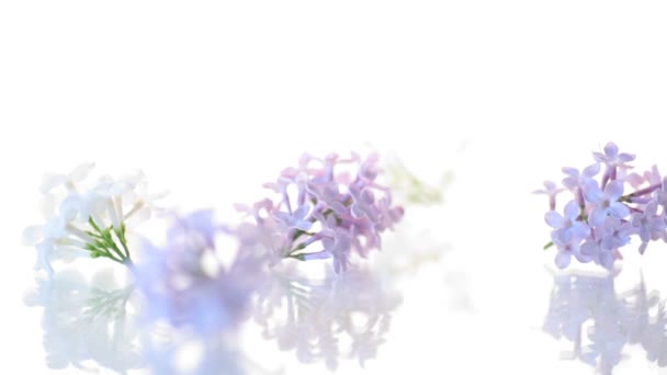 Beyaz izole leylak bahar çiçeklenme buketi — Stok video