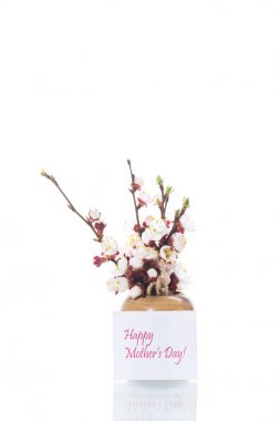 Beyaz arka planda kayısı çiçekleri ile şube