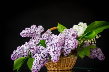 bir sepet içinde leylak bahar açan buket