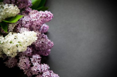 siyah bir Lila güzel bahar dalları