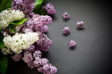 siyah bir Lila güzel bahar dalları