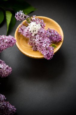 siyah bir Lila güzel bahar dalları