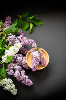 siyah bir Lila güzel bahar dalları