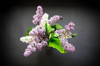 siyah bir Lila güzel bahar dalları