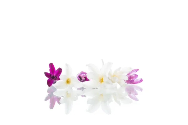 Colorful flowers of hyacinth on white background — Stock Photo, Image