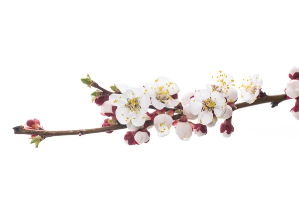 Ramo com flores de damasco em um fundo branco — Fotografia de Stock