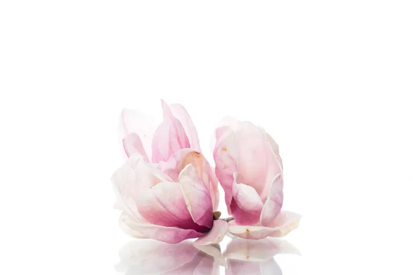 Spring beautiful blooming magnolia on a white — Stock Photo, Image