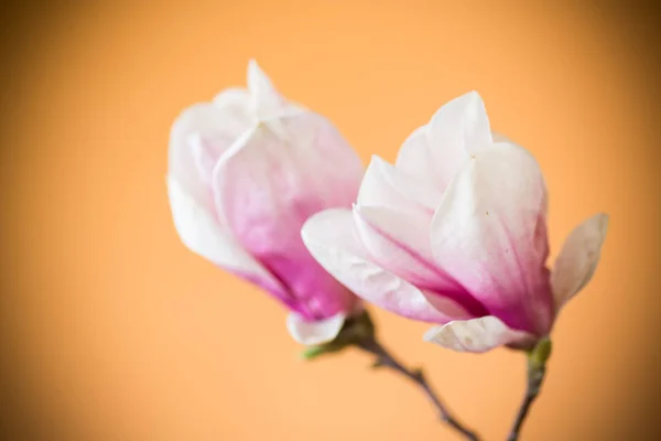 Primavera bella magnolia fiorente su un'arancia — Foto Stock