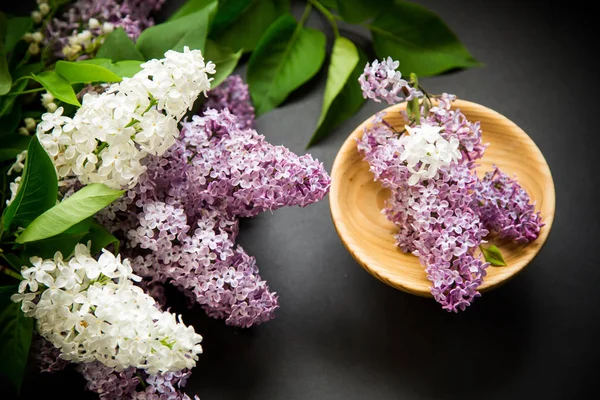 Beautiful spring branches of lilac on a black — Stock Photo, Image