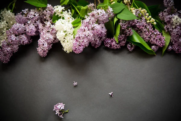Beautiful spring branches of lilac on a black — Stock Photo, Image