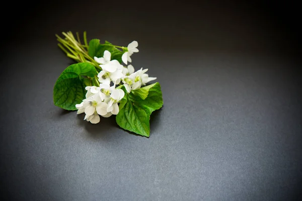 Ramo de hermosas violetas blancas jardín en un negro —  Fotos de Stock