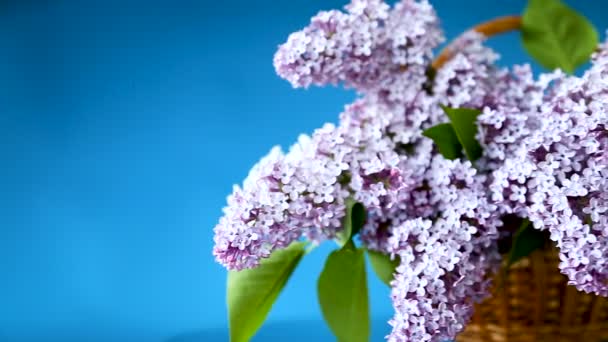 春天盛开的丁香花束在篮子 — 图库视频影像