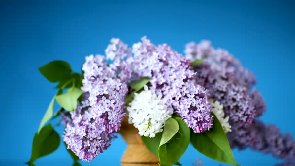 Spring blooming bouquet of lilac in a vase — Stock Video
