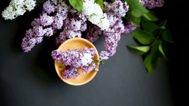 siyah bir Lila güzel bahar dalları