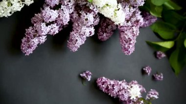 siyah bir Lila güzel bahar dalları